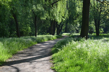 Ścieżka w parku w pełni lata, Park Wschodni, Wrocław