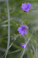 Kwitnący bodziszek drobny, Geranium pusillum