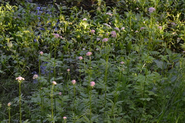 Kozłek lekarski, waleriana, kwitnące rośliny w naturalnym środowisku, Valeriana officinalis