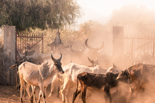 Cow Herd Eating Tree
