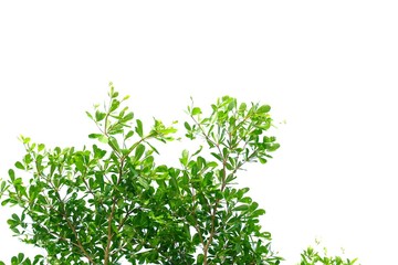 Obraz premium for green foliage backdrop 