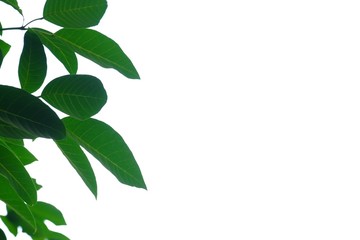 Tropical tree with leaves branches on white isolated background for green foliage backdrop 