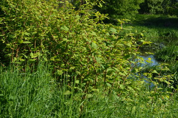Rdestowiec japoński, zielone pędy, stanowisko roślin,  Reynoutria japonica, rdestowiec ostrokończysty © Ewa