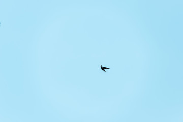 little black bird flying against blue sky