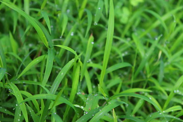 green grass with water drops