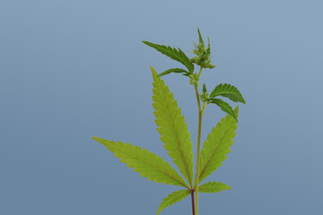 Cannabis Cluster with Leaf 01