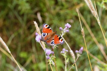 Das schöne Tagpfauenauge