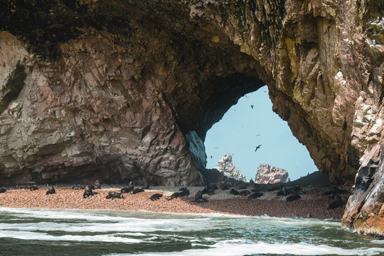 Pulled back view of sea lions on beach in sea cave, Paracas, Peru