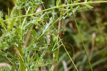 Die grüne Heuschrecke 