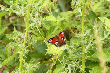 Das schöne Tagpfauenauge