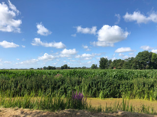 Fototapeta na wymiar Farmland in Friesland