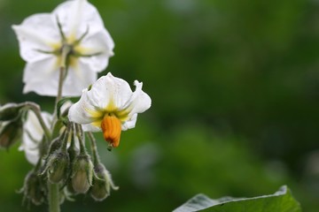 die schöne Blüte der Kartoffel