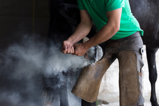 Farrier placing hot horseshoe on horse's hoof - Powered by Adobe