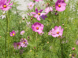 Fleurs de Cosmos bipinnatus ou cosmos bipennés aux capitules rose