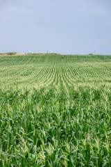 field of young green corn stretching into the distance. Horizontal frame.