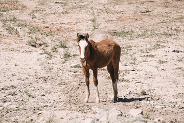 Fototapeta premium Young horse in dry pasture, drought concept on farm.