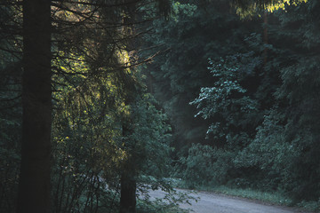 Empty gravel road in the forest