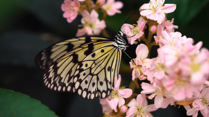 butterfly on a flowers 7