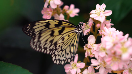 butterfly on a flowers 1