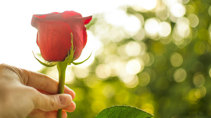 Closeup hand is holding red fresh rose on natural green and sunny background. Copy space