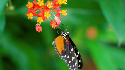 butterfly on a flower4