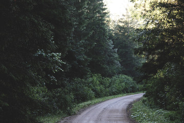 Fototapeta premium Empty gravel road in the forest