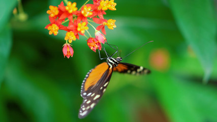 butterfly on a flower3