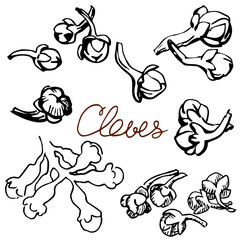 The cloves hand drawn graphics elements black and white