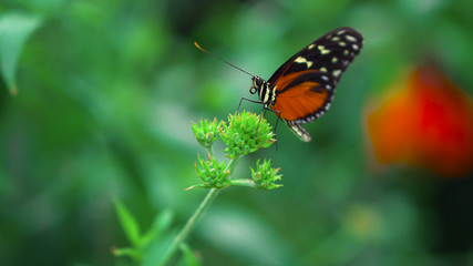 Fototapeta na wymiar butterfly on flower28