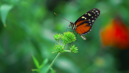 Fototapeta na wymiar butterfly on flower29