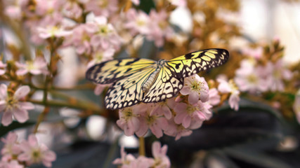 butterfly on flower24