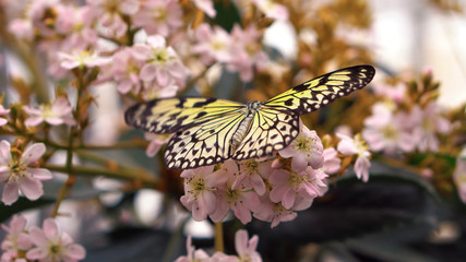 butterfly on flower23