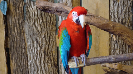colorful parrot on branch7