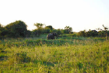 Wild Elephants in South Africa