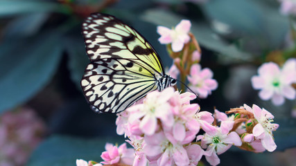 butterfly on flower13