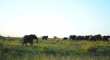 Wild Elephants in South Africa