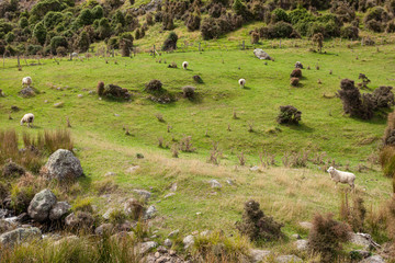 Sheep at Pohatu Marine Reserve and Banks Track, South Island, New Zealand, South Island, New Zealand