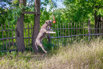 Staffordshire Terrier dogs are trained and walk