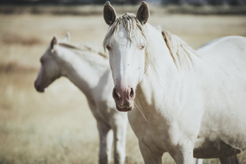 Obraz premium white horse family in the middle of nature