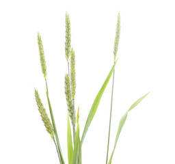 A bunch of grains.