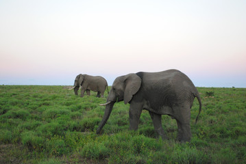 Plakat Wild Elephants in South Africa