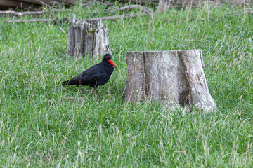Variable Oystercatcher (Haematopus unicolor) at Pohatu Marine Reserve and Banks Track, South Island, New Zealand, South Island, New Zealand