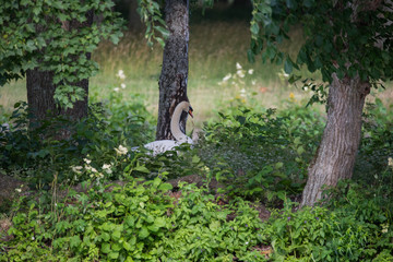 A swan on an island in a pond on the Drottningholm island in Stockholm