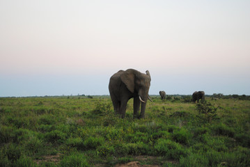 Fototapeta na wymiar Wild Elephants in South Africa