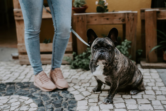 Cute adult bulldog lying on cobblestone pavement with crop owner standing near