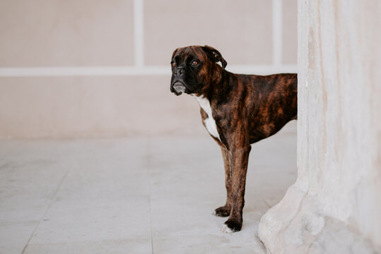 From above adorable boxer dog with amusing face standing on pavement and waiting for team