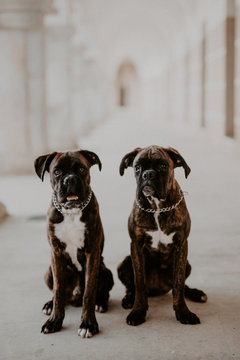 From above adorable boxer dogs with amusing faces sitting on pavement and waiting for team