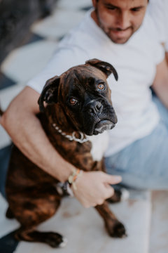 Side view of adorable thoughtful boxer dog in hands of caring bonding owner