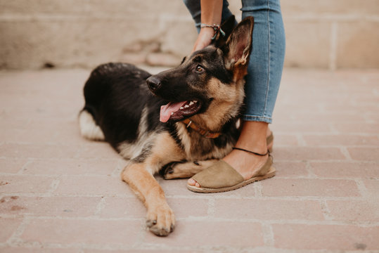 Cute german shepherd standing on cobblestone pavement with crop owner standing near