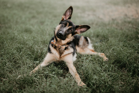 adult cute german shepherd sitting on grass of park looking at camera